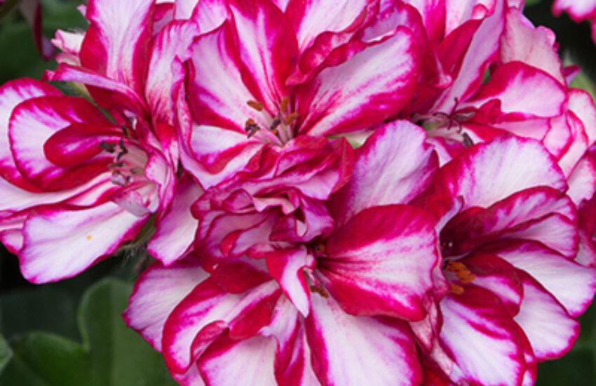 アイビーゼラニウム花言葉は真実の愛です 結婚式のお花なんかにオススメです 園芸情報 Com