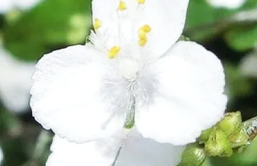 ブライダルベール花嫁のベールのような白色の小花をつけるかわいいお花 園芸情報 Com